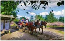 Kutsche am Parkplatz Osterheide, Schneverdingen, Lüneburger Heide, Ende August 2021.