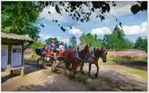 Kutsche am Parkplatz Osterheide, Schneverdingen, Lüneburger Heide, Ende August 2021.