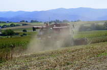 Case 2166, bei der Ernte von Sojabohnen am Marchhügel im Breisgau, nur gut das der Fahrer in einer staubdichten Kabine sitzt, Sept.2022