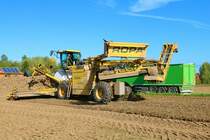 Maschinenring Wetterau Zuckenrübenernte 2022 mit Ropa Maus 5 am 07.10.22 in der Wetterau