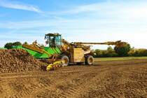 Maschinenring Wetterau Zuckenrübenernte 2022 mit Ropa Maus 5 am 07.10.22 in der Wetterau