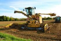 Maschinenring Wetterau Zuckenrübenernte 2022 mit Ropa Maus 5 am 07.10.22 in der Wetterau