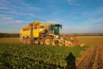 Maschinenring Wetterau Zuckenrübenernte 2022 mit Ropa Tiger 6S am 07.10.22 in der Wetterau 