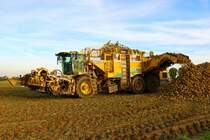 Maschinenring Wetterau Zuckenrübenernte 2022 mit Ropa Tiger 6S am 07.10.22 in der Wetterau 