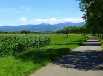 Radweg zwischen Neuenburg am Rhein und Müllheim, Juni 2015