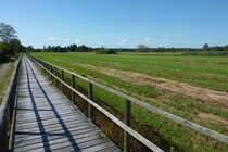 der Federseeradweg überquert das sumpfige Gelände auf diesem Holzsteg bei Bad Buchau, Aug.2012