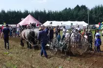 Kartoffelernte wie in den 50ern des vergangenen Jahrhunderts, 2 Kaltblüter ziehen den Kartoffelroder übers Feld und bringen von einer Reihe die Kartoffeln ans Tageslicht. Gromperefest in Binsfeld (L). 03.09.2023