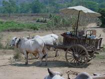Am 20.03.2006 habe ich zum ersten Mal diese ungefederte  Ochsenkarrenkutsche  in der Nhe von Chiang Mai gesehen und bin ordentlich durchgerttelt worden. Immerhin haben neben dem Kutscher, wenn es denn sein muss, noch 5 Personen Platz.