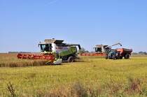 im Doppel - und irgendwann mu auch mal ausgebunkert werden,
da darf dann der Fendt mitmachen,
Claas Lexion 600 bei der Ernte auf Rgen am 20.08.09