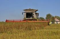die volle Breite,
Claas Lexion 600 auf Rgen am 20.08.09
