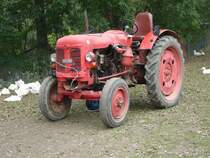 Famulus, gesehen am 22.10.2009 in der N�he von Apolda