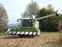 Claas Lexion 530,
moderner Mhdrescher  made in Germany  mit 353PS,
hier bei der Maisernte im Breisgau, Sept.2009,