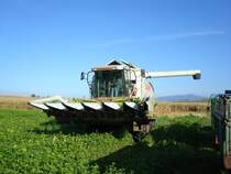 Claas Lexion 420 mit Maismhwerk,
fhrt zum Entladen,
in der Rheinebene 2008,