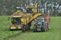 R�benernte vor den Toren Stralsund's mit zwei  ROPA - EuroTIGER  am 15.10.2010