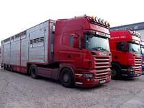 SCANIA R560+R580 warten im Doppelpack vor den FIH-Stallungen auf die Abholung von Nutzrindern zum Export nach Ruland ;101121