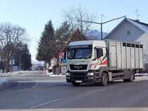 MAN mit Aufbau fr Rindertransport;110129