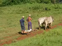 Die zwei Bauer sind mit ihrer radlosen Transportkutsche (vulgo: Transportschlitten) in der fruchtbaren Ebene von Vinales unterwegs. Da der rote Boden hier weich und schwer ist, d�rfte dies hierf�r besser sein, als ein R�derwagen der einsinkt. Vinales, Kuba. 09-2003

