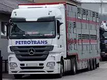 ACTROS 4848 ist mit Zuchtrinder zum Export in die T�rkei beladen;110609