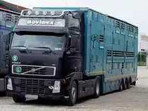 VOLVO FH-480 steht mit Zuchtrindern beladen, zur Abfahrt in die T�rkei bereit;110609