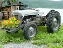 Ferguson bewacht mit scharfen Augen seinen Blumenschmuck, S�dnorwegen im Juli 2011