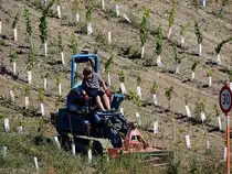 Andreoli UT80 evo ist ein Raupenschlepper welcher mit seinen 81,3PS sogar in den steilsten Weing�rten, hier bei Wehlen, zurecht kommt; 120827