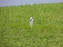 Verkehrsschild Ende 50km/h; inmitten eines saftig grnen Feldes; 121101