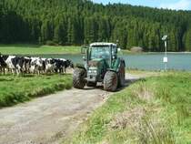 Fendt 312 als Zugfahrzeug eines Viehtransporters unterwegs auf Sao Miguel/Azoren im Februar 2013