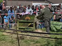 Demonstration einer Dreschmaschine. 

Treckertreff Aldekerk, 13.5.12 