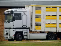 RENAULT MAGNUM-480 aus Kroation hat einen Viehtransportauflieger auf der Sattelkupplung; 140117