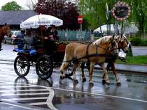 2PS als Haflinger-Zweiergespann anlässlich des Rieder-Pferdemarktes 2014; 140422